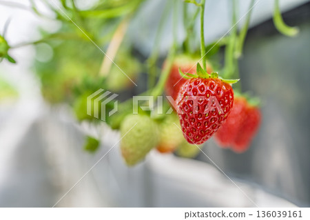 紅熟草莓,採草莓,宮城縣山本町 紅熟草莓,採草莓,宮城縣山本町 136039161