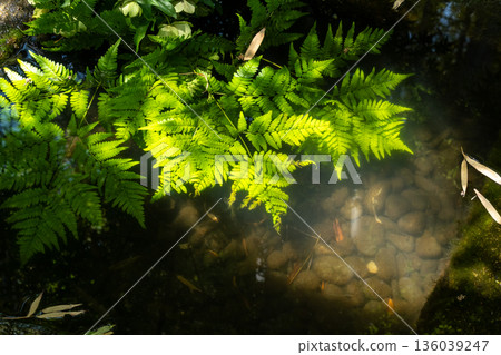 Fern and waterside scenery 136039247