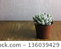 Houseplant Setosa 136039429