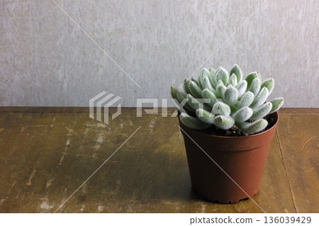 Houseplant Setosa 136039429