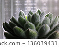 Setosa 136039431