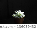 Succulent plant Setosa 136039432