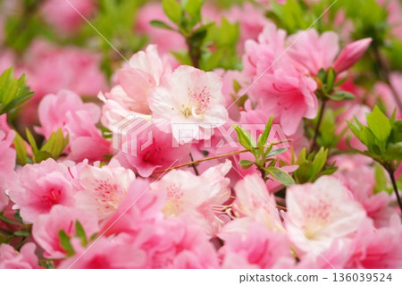 Landscape with azalea flowers Landscape with azalea flowers 136039524