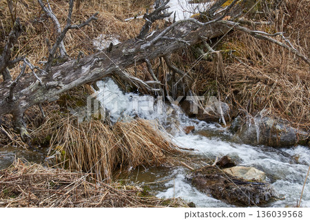 Small mountain stream flowing over rocks under a fallen tree with dry grass and icicles. Nature landscape for wilderness and outdoor concept. Small mountain stream flowing over rocks under a fallen tree with dry grass and icicles. Nature landscape for wilderness and outdoor concept. 136039568