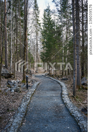 Winding gravel path with stone edging through a dense forest of tall trees leading into the distance in daylight. Nature trail concept. 136039576