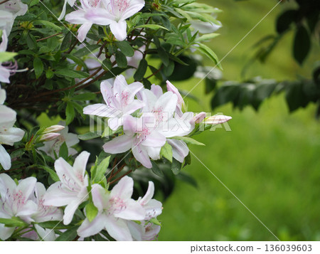 杜鵑花的白花 杜鵑花的白花 136039603