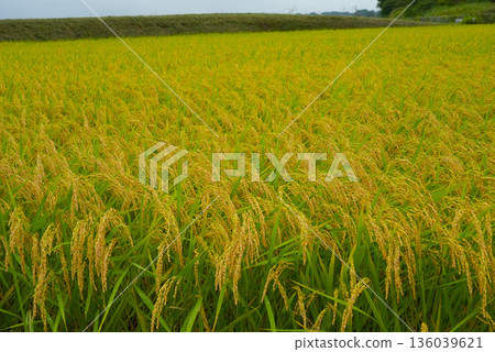 Rich rice ear Rich rice ear 136039621
