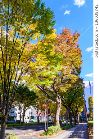 Sendai Aoba Street Autumn 136039745