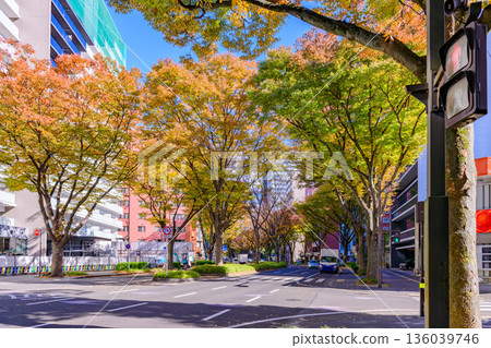Sendai Aoba Street Autumn 136039746