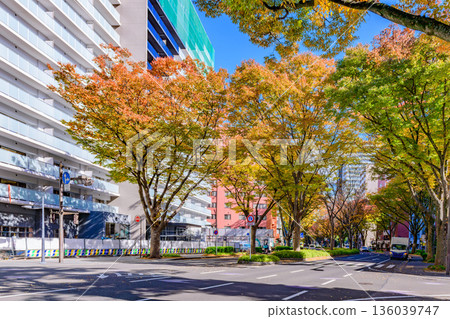 Sendai Aoba Street Autumn 136039747