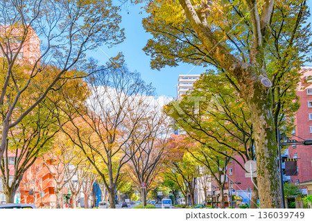 Sendai Aoba Street Autumn Sendai Aoba Street Autumn 136039749