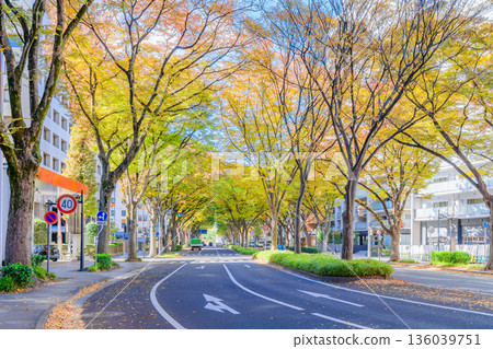 仙台青葉街秋季 仙台青葉街秋季 136039751