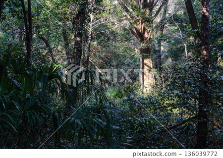 JapanJapanese Shrines: Sacred Forests, Buildings, and Approaches (Shingū/Torii)Shrine: Sacred Forests, Buildings, and Approaches (Shingū/Torii) 136039772