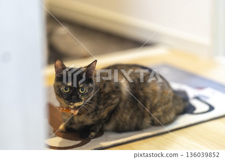 Sabi cat 136039852