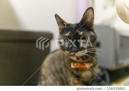 Sabi cat Sabi cat 136039861