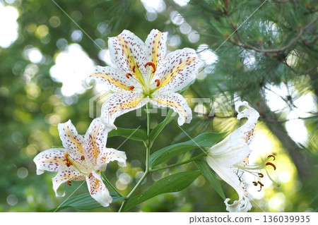 White flowers of golden-rayed lily White flowers of golden-rayed lily 136039935