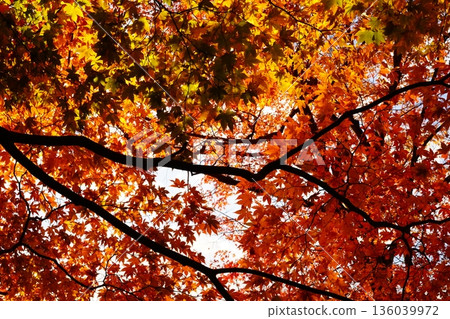 Maple leaves dyed red Maple leaves dyed red 136039972