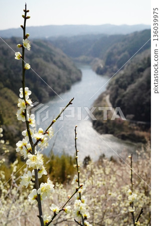 奈良月瀨梅林:從一目八景眺望梅花和美麗的名張川谷 奈良月瀨梅林:從一目八景眺望梅花和美麗的名張川谷 136039975
