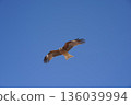 飛行在藍天 136039994