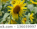 向日葵和蜜蜂 136039997