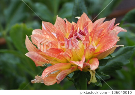 橙色大麗花花 橙色大麗花花 136040010