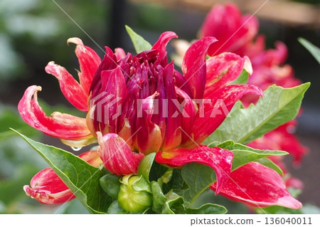紅色大麗花花 136040011