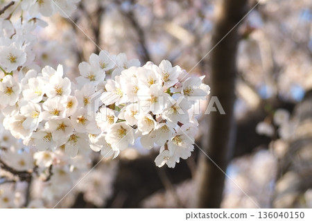 Scenery with cherry blossoms Scenery with cherry blossoms 136040150
