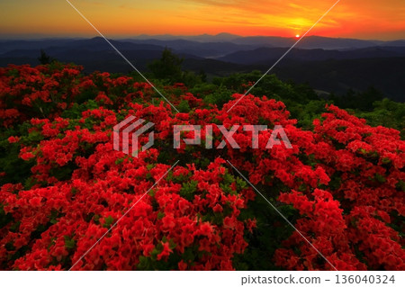 從德泉山眺望杜鵑花 從德泉山眺望杜鵑花 136040324