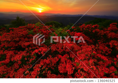 Azaleas viewed from Mt. Tokusenjo 136040325