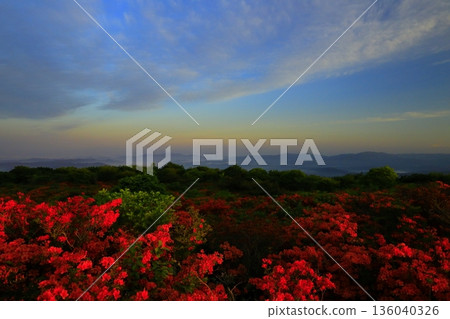 Azaleas viewed from Mt. Tokusenjo 136040326