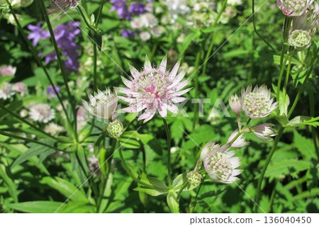 可愛的星芹花 可愛的星芹花 136040450