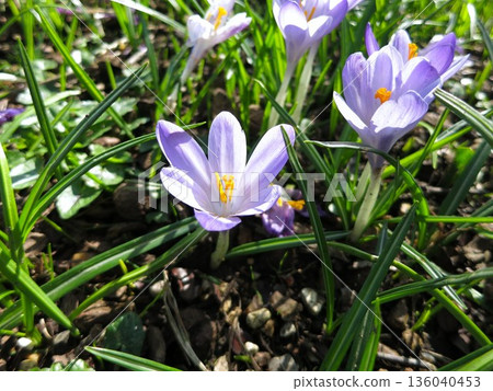 Crocus flowers growing in clusters on a British lawn 136040453