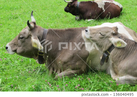 Alpine cows grazing Alpine cows grazing 136040495