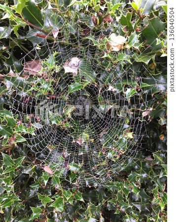 Spider web which gets wet in morning dew Spider web which gets wet in morning dew 136040504