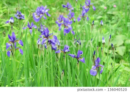 Iris: A flower that symbolizes the beauty of Japan 136040520