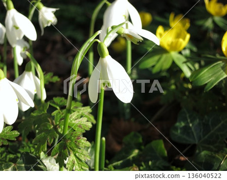 The pretty white snowdrops that herald the arrival of spring 136040522