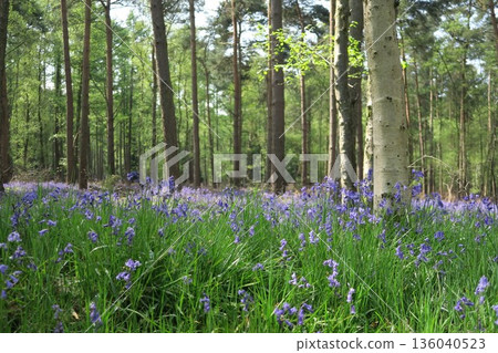 English bluebells cover the forest floor like a blue carpet 136040523