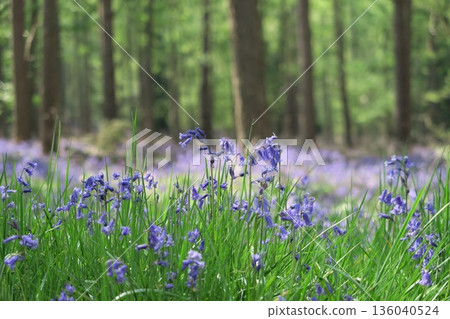 English bluebells cover the forest floor like a blue carpet 136040524