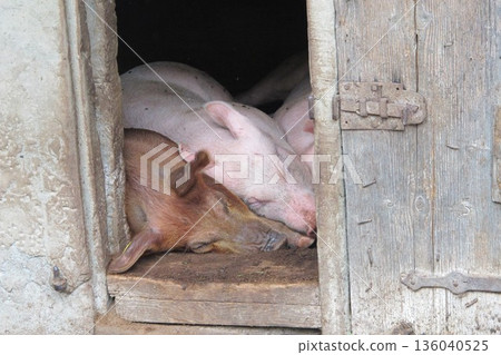 Pigs taking a nap 136040525