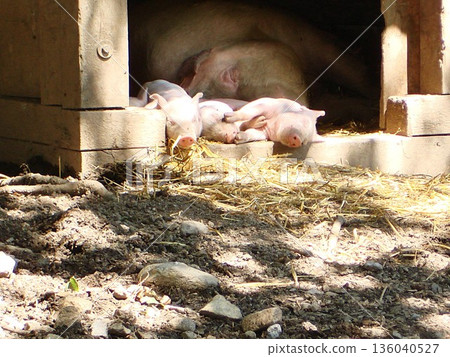 母豬和小豬在打盹兒 136040527