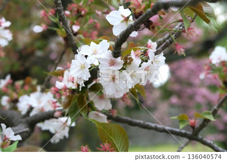 櫻花 櫻花 136040574
