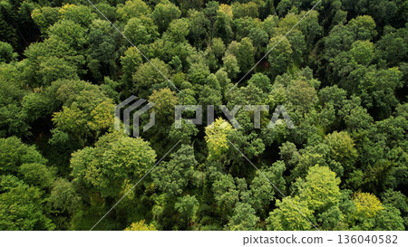A large dense old forest from a bird's eye view. Aerial photography.  136040582