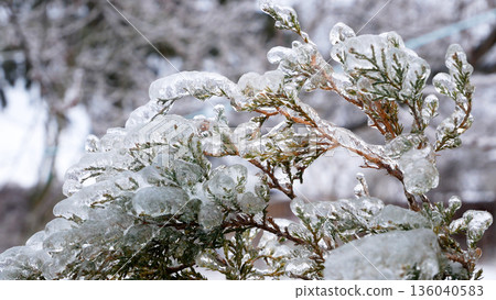 Evergreen spruce bushes covered with ice. Harsh winter. Evergreen spruce bushes covered with ice. Harsh winter. 136040583