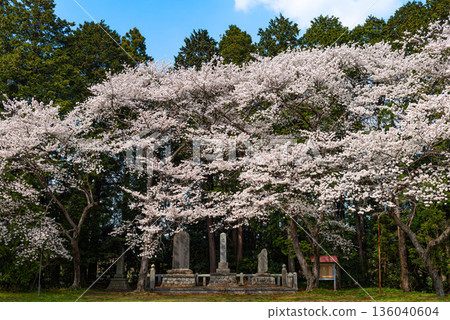 南相馬市小高神社內盛開的染井吉野櫻花 136040604
