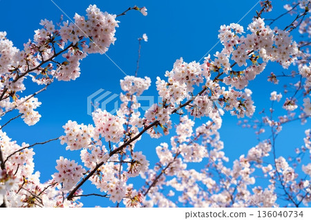 東京玉川學園前站的櫻花盛開 136040734