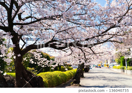 Cherry blossoms in full bloom at Tamagawa Gakuenmae Station in Tokyo Cherry blossoms in full bloom at Tamagawa Gakuenmae Station in Tokyo 136040735