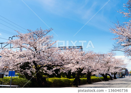 Cherry blossoms in full bloom at Tamagawa Gakuenmae Station in Tokyo Cherry blossoms in full bloom at Tamagawa Gakuenmae Station in Tokyo 136040736