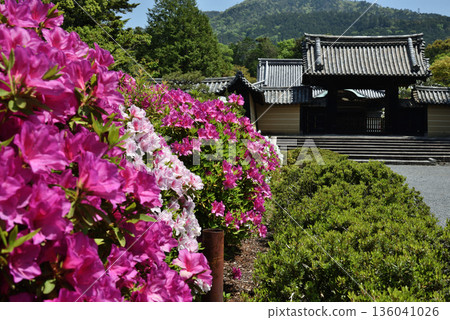 Zuishin-in Temple: Azaleas and Yakuimon Gate (Yamashina Ward, Kyoto City) Zuishin-in Temple: Azaleas and Yakuimon Gate (Yamashina Ward, Kyoto City) 136041026