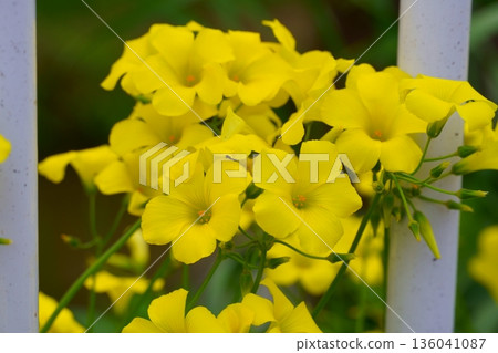 Oxalis blooming in the field Oxalis blooming in the field 136041087