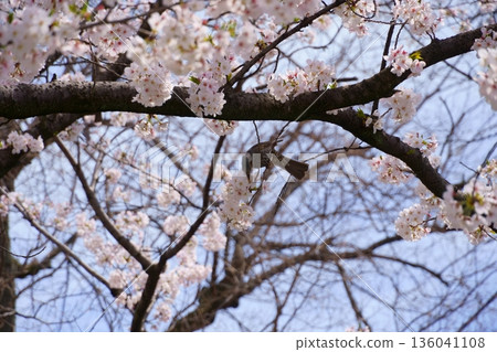 Sparrows sucking nectar from cherry blossoms 136041108
